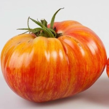 Sementes de tomate Mr Stripey
