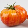 Beefsteak Tomato Seeds MR STRIPEY