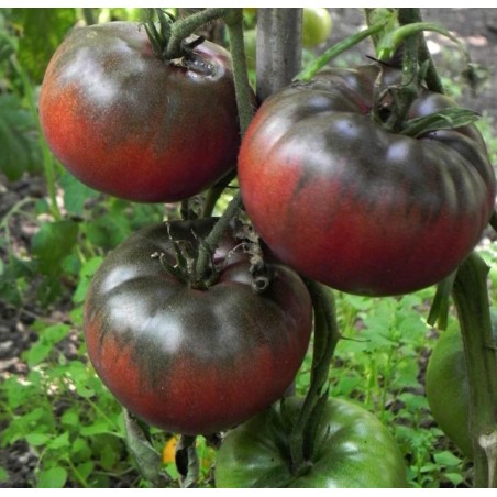 Price: €1.95 - Schwarze Tomatensamen - Schwarz von Tula - Seeds Gallery