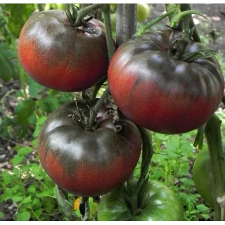 BLACK FROM TULA Tomato Seeds