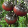 Price: €1.95 - Schwarze Tomatensamen - Schwarz von Tula - Seeds Gallery