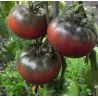 BLACK FROM TULA Tomato Seeds