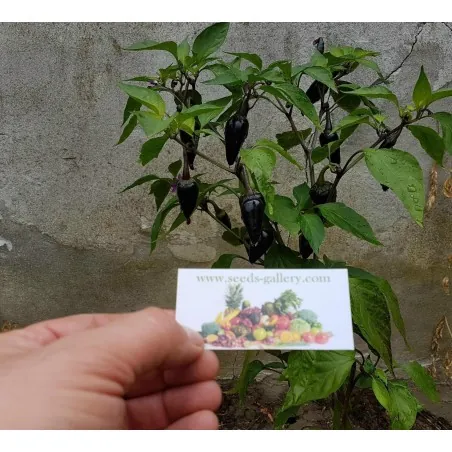 Graines de Piment Serrano Purple Chilli