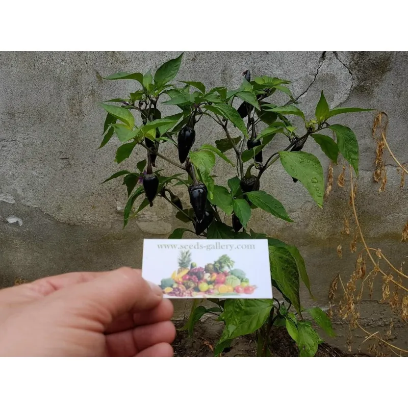 Semillas de Pimiento Serrano Purple