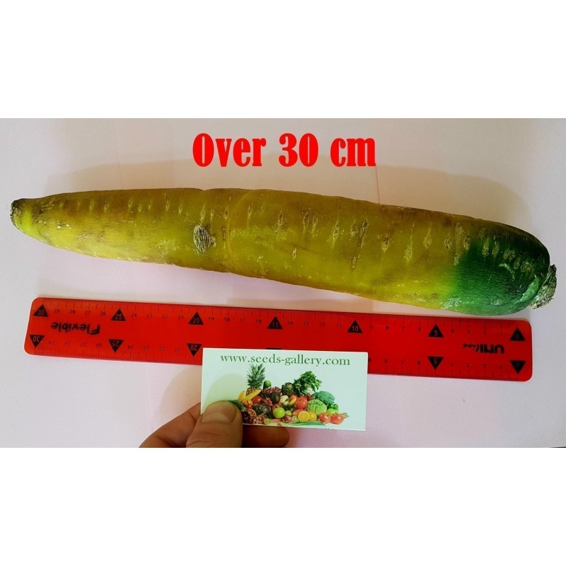 Graines de Carottes Jaunes Géantes