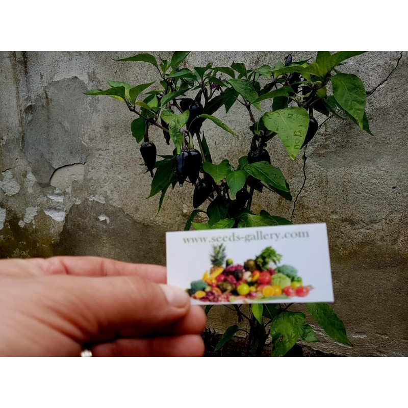 Sementes de Serrano Purple Chile