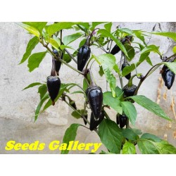 Price: €2.5 - Σπόροι Τσίλι - πιπέρι Serrano Purple - Seeds Gallery