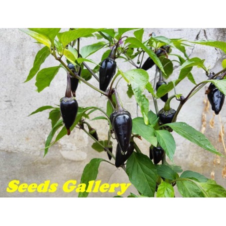 Sementes de Serrano Purple Chile