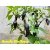 Semi di Peperoncino Serrano Purple