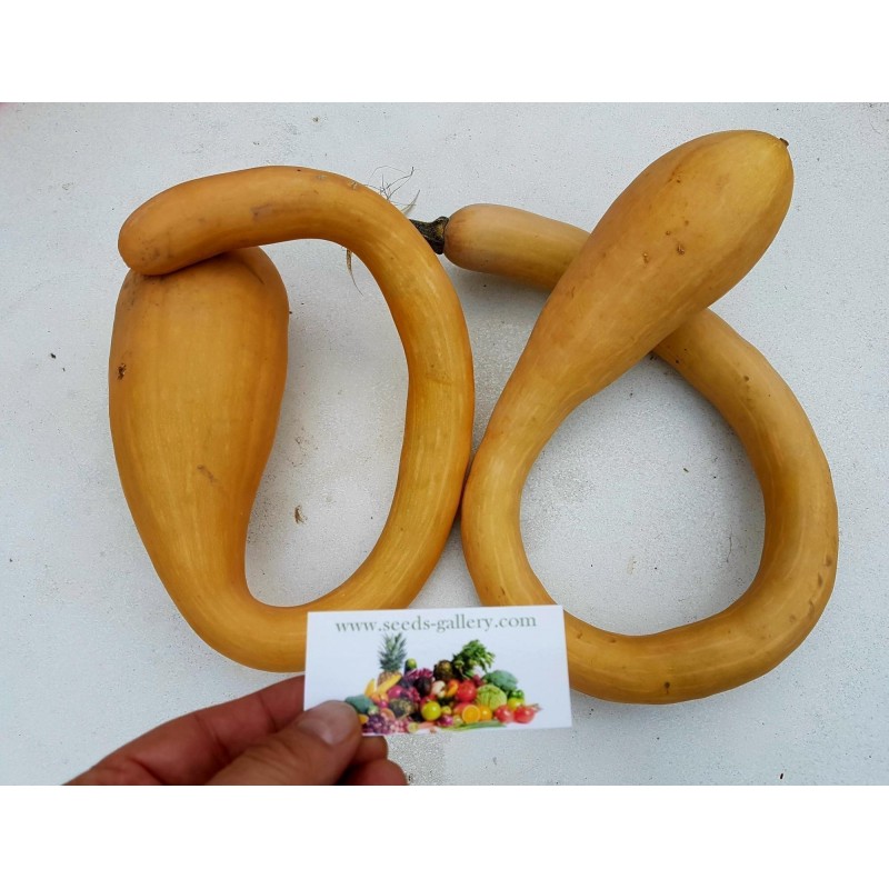Price: €2.35 - Graines de Courge TROMBETTA DI ALBENGA - Seeds Gallery