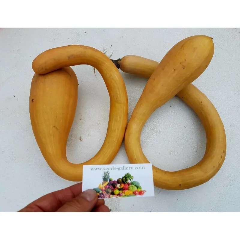 Semi di Zucca TROMBETTA D'ALBENGA