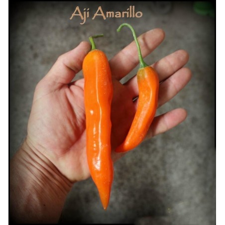Price: €2.15 - Σπόροι Τσίλι πιπέρι Aji Amarillo - Seeds Gallery
