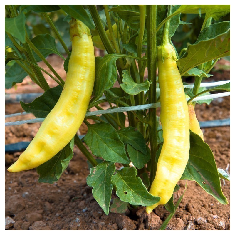 Sementes de pimenta Aji Amarillo