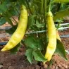 Aji Amarillo - Peruvian Chili Pepper Seeds