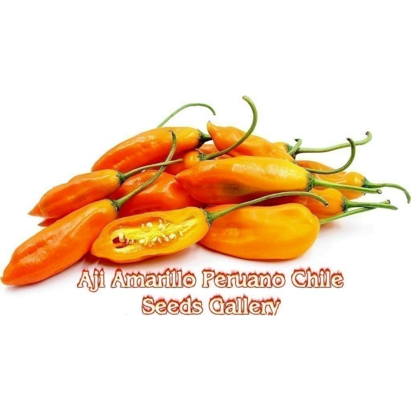 Sementes de pimenta Aji Amarillo
