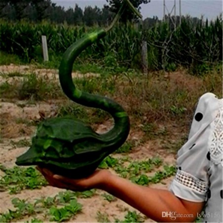 Sementes de Maranka Gourd - Cabaça Dinossauro