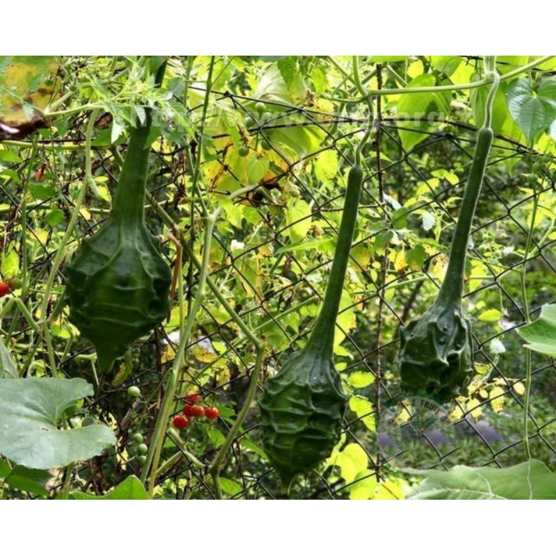 Sementes de Maranka Gourd - Cabaça Dinossauro