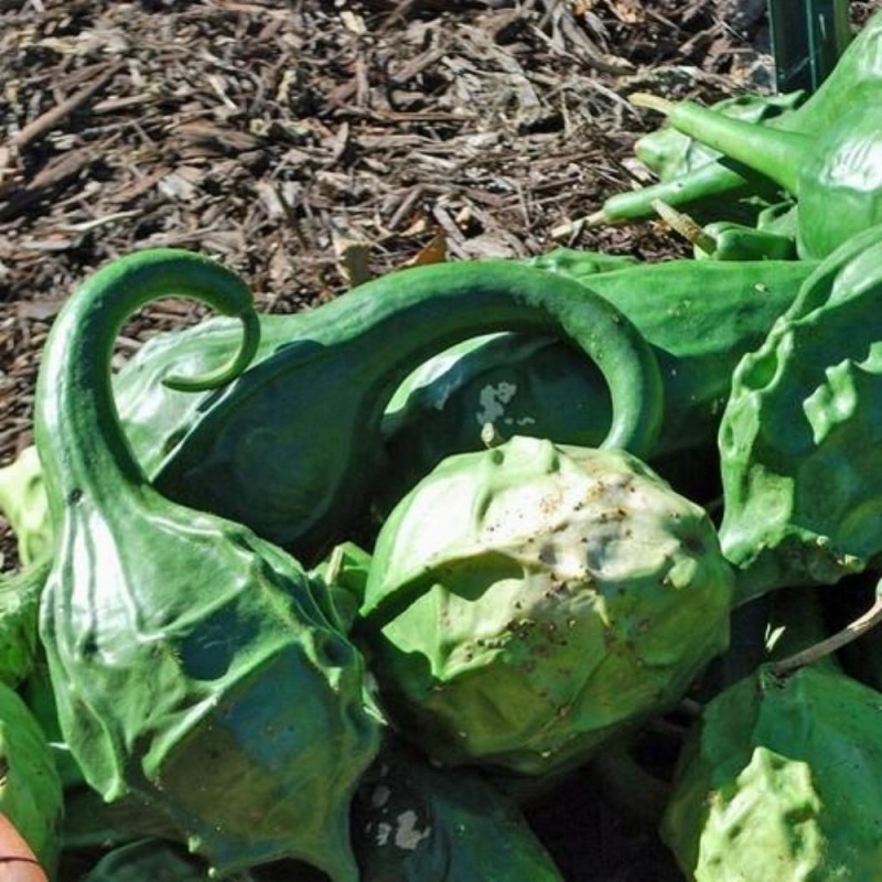 Sementes de Maranka Gourd - Cabaça Dinossauro