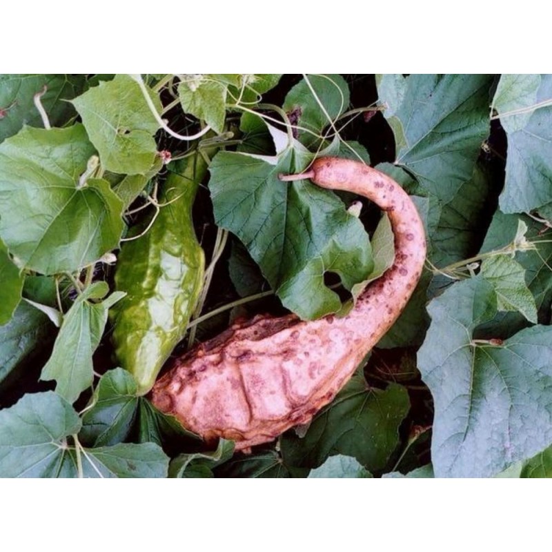 Sementes de Maranka Gourd - Cabaça Dinossauro