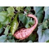 Sementes de Maranka Gourd - Cabaça Dinossauro