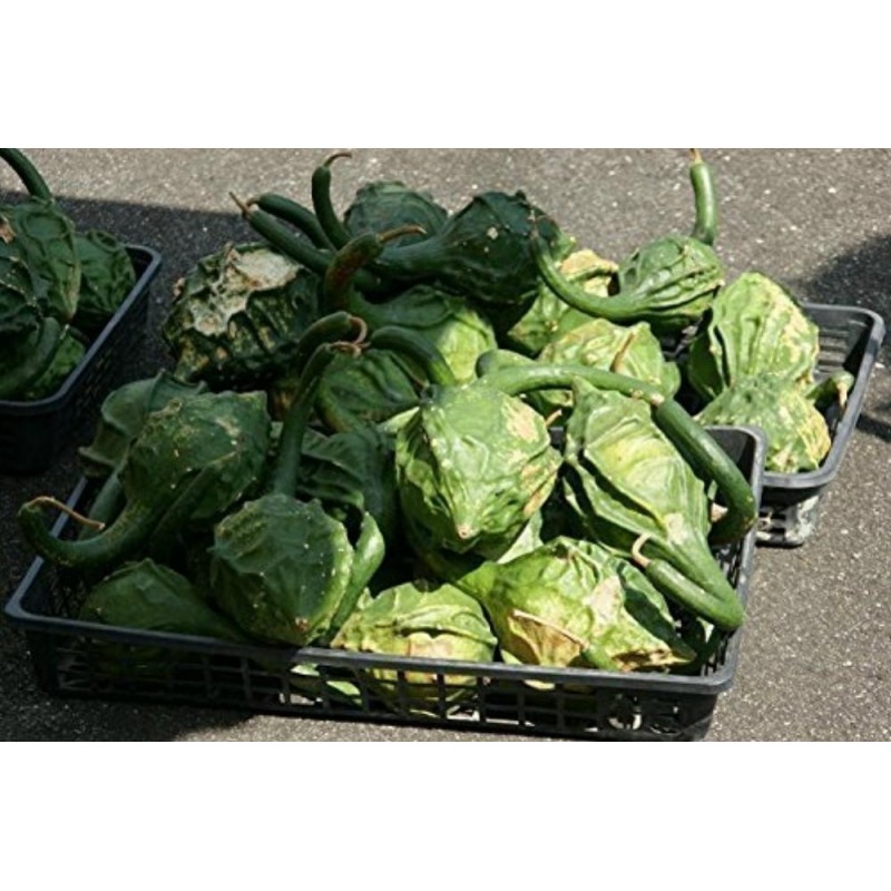 Sementes de Maranka Gourd - Cabaça Dinossauro