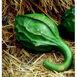 Sementes de Maranka Gourd - Cabaça Dinossauro