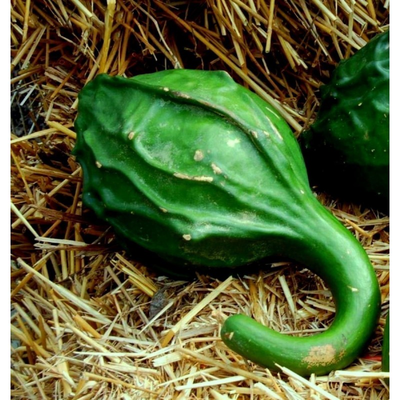 Sementes de Maranka Gourd - Cabaça Dinossauro