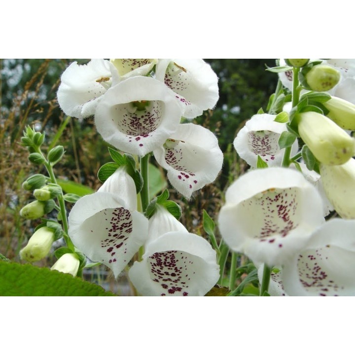 Digitalis purpurea 'Alba' Seeds - 1.8