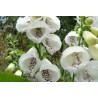 Price: €1.35 - Sementes de Flores Digitalis Purpurea Alba - 