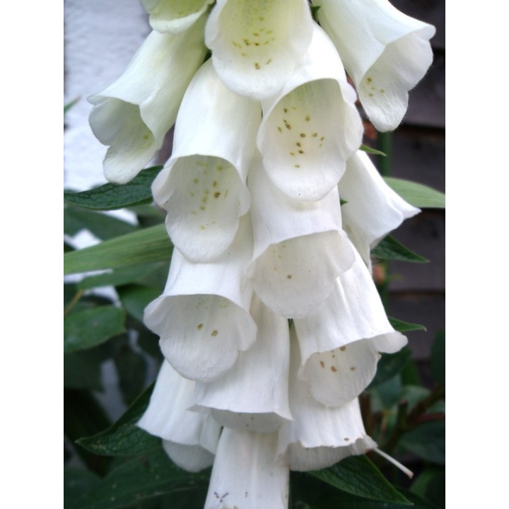Digitalis purpurea 'Alba' Seeds - 1.8