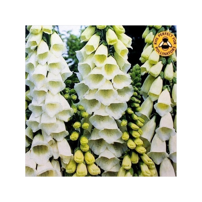 Price: €1.35 - Σπόροι λουλουδιών Digitalis Purpurea Alba - 
