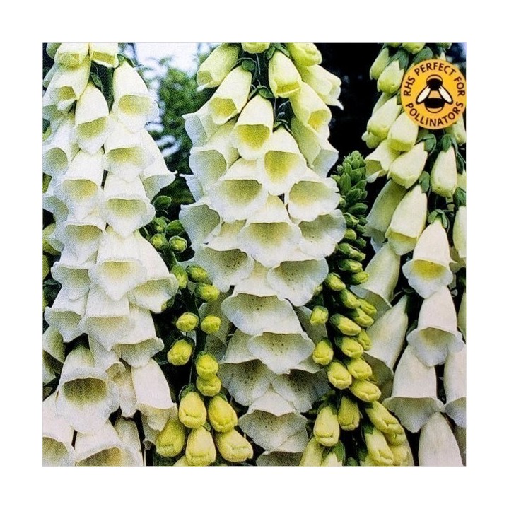 Digitalis purpurea 'Alba' Seeds - 1.8