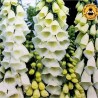 Price: €1.35 - Σπόροι λουλουδιών Digitalis Purpurea Alba - 