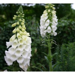 Digitalis purpurea 'Alba' Seeds - 1.8