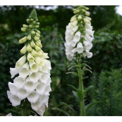 Fingerborgsblomma Fröer Digitalis Purpurea Alba