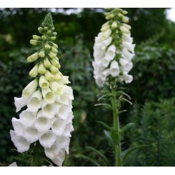 Price: €1.35 - Σπόροι λουλουδιών Digitalis Purpurea Alba - 