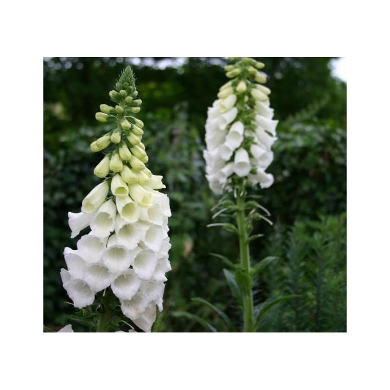 Graines de Digitalis Purpurea Alba