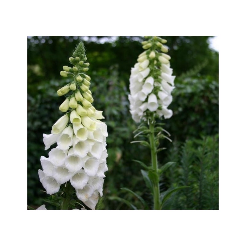 Price: €1.35 - Sementes de Flores Digitalis Purpurea Alba - 