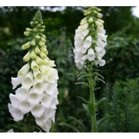 Price: €1.35 - Fingerborgsblomma Fröer Digitalis Purpurea Alba -