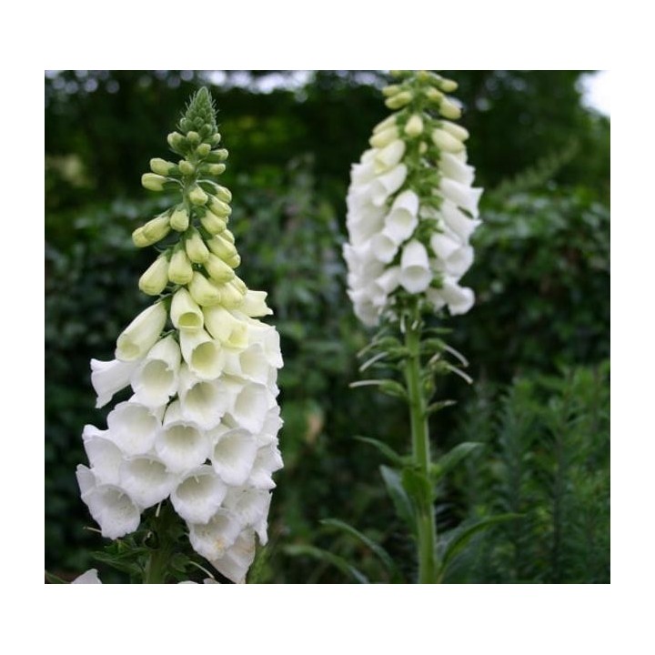 Digitalis purpurea 'Alba' Seeds - 1.8