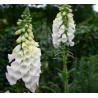 Price: €1.35 - Seme Cveca Naprstak ili Pustikara Digitalis purpurea "Alba" - 