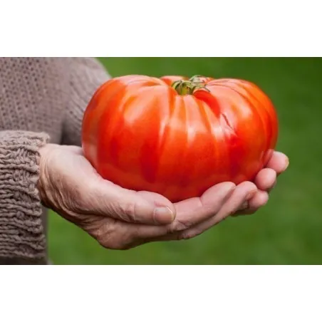 Semillas de tomate Gigante MORTGAGE LIFTER