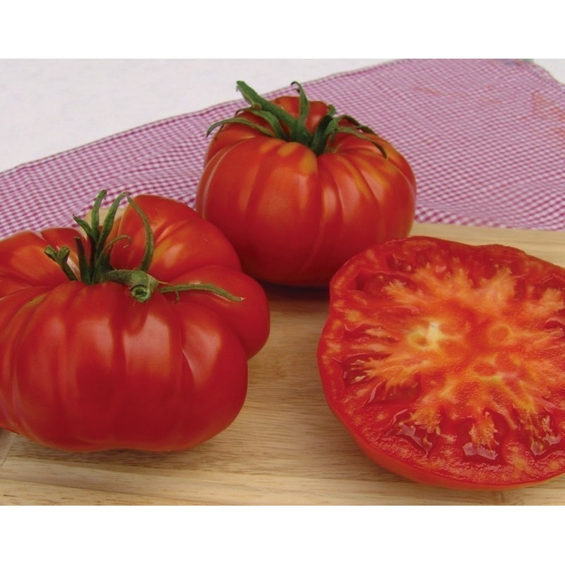 Sementes de tomate gigante MORTGAGE LIFTER