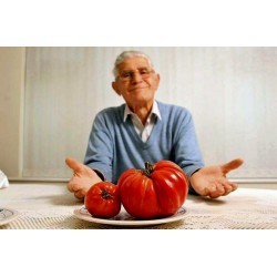 Price: €1.75 - Σπόροι ντομάτας Γίγαντας MORTGAGE LIFTER - Seeds Gallery