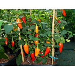Hot Chilli Pepper Seeds SANTA FE GRANDE - GUERO