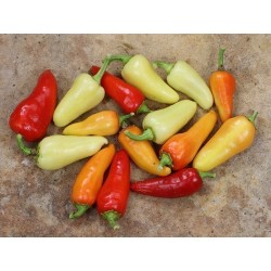 Σπόροι Τσίλι - πιπέρι SANTA FE GRANDE - GUERO