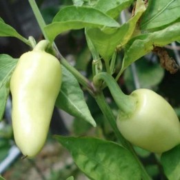 Hot Chilli Pepper Seeds CALORO (Capsicum annuum) - 1.575