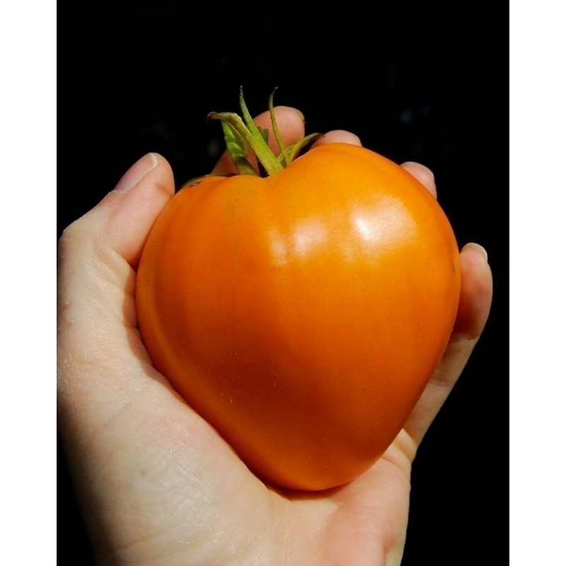 Price: €1.95 - Semillas de tomate German Orange Strawberry - Seeds Gallery