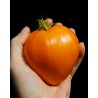 Price: €1.95 - Semillas de tomate German Orange Strawberry - Seeds Gallery