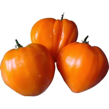 Tomat frön German Orange Strawberry
